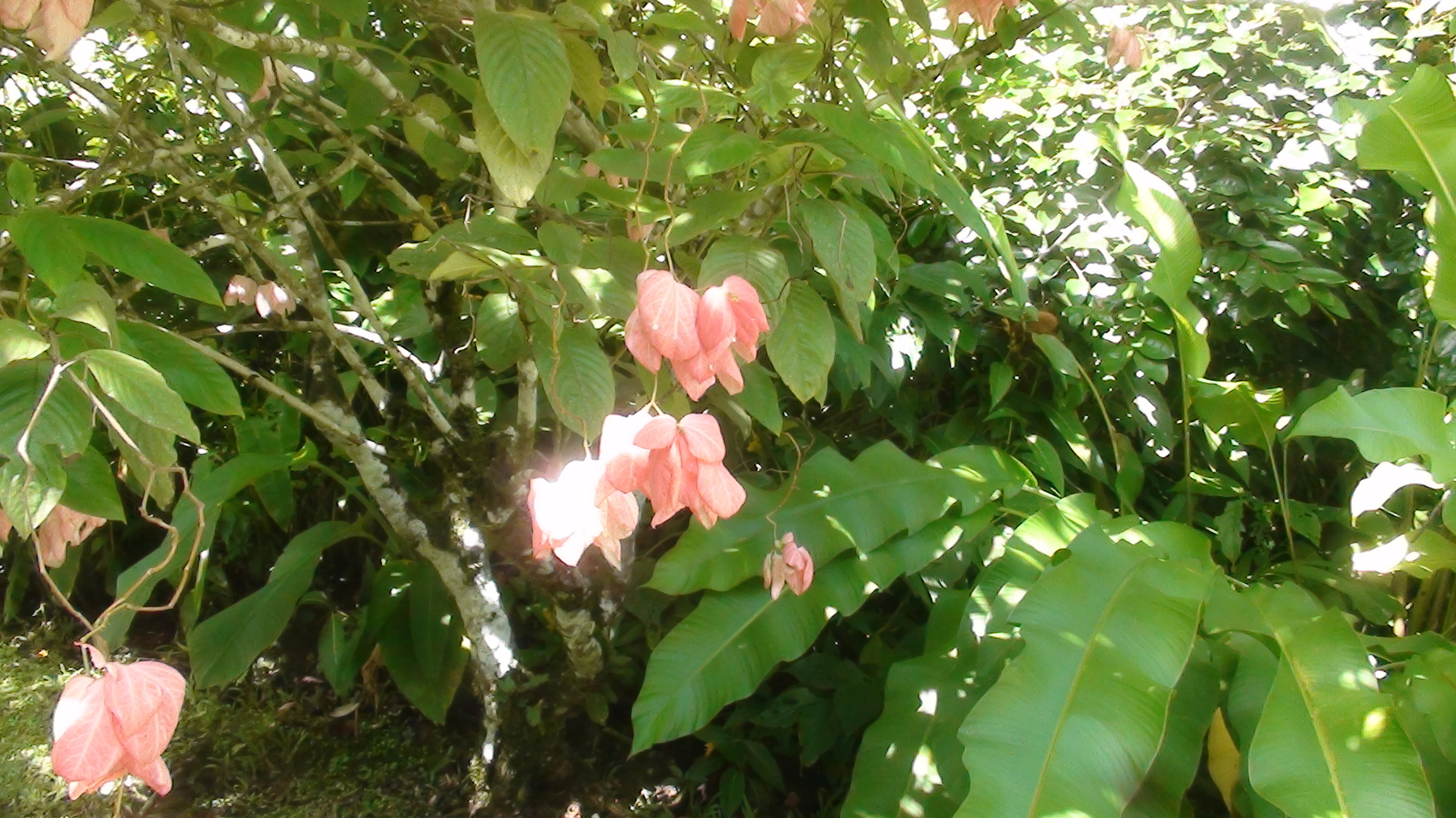 Botanic Gardens Guadaloupe